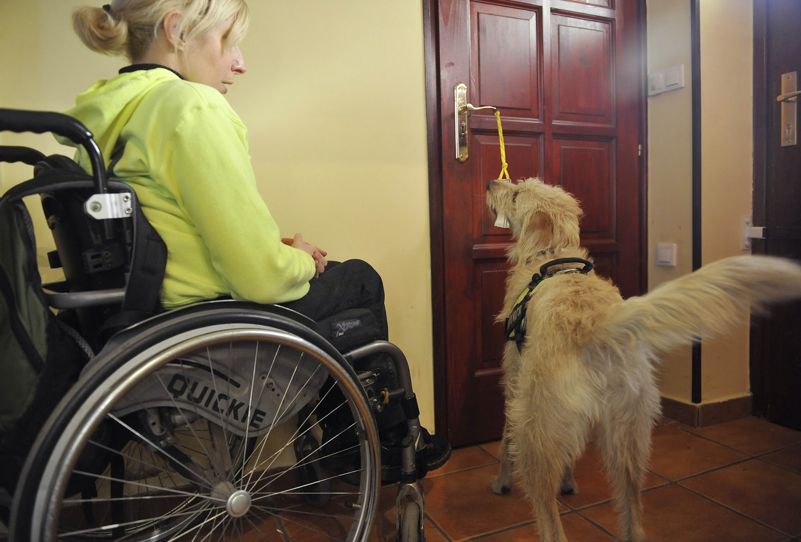 Egy mozgássérült-segítő kutya gazdája mindennapjait könnyíti meg