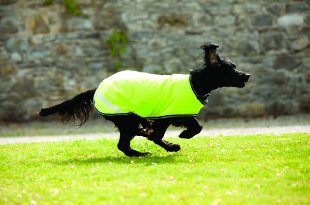 A láthatósági kutyaruha, hám, vagy nyakörv a kutyáknál is életmentő lehet