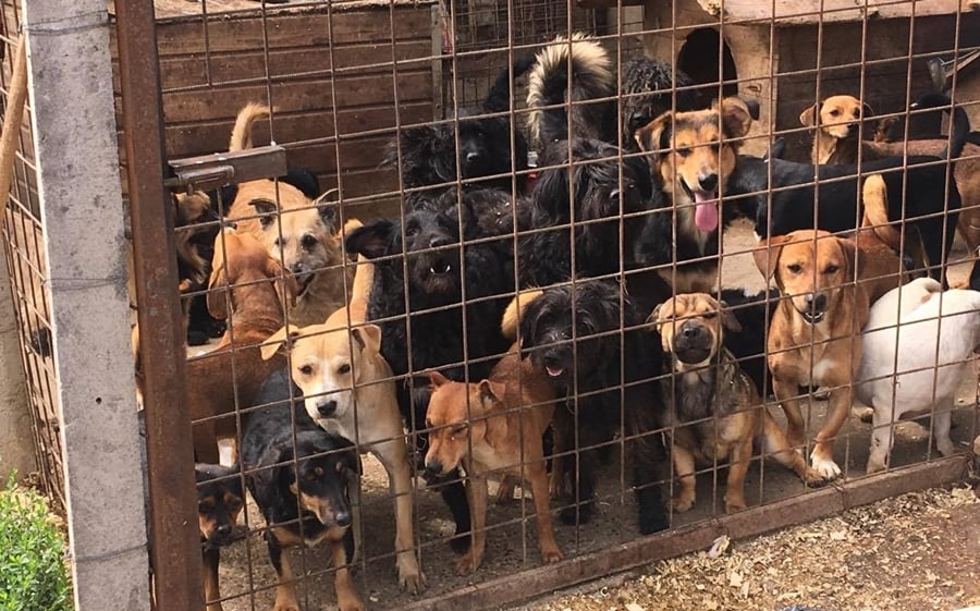 320 kutya vár élelemre és gazdira a paksi menhelyen