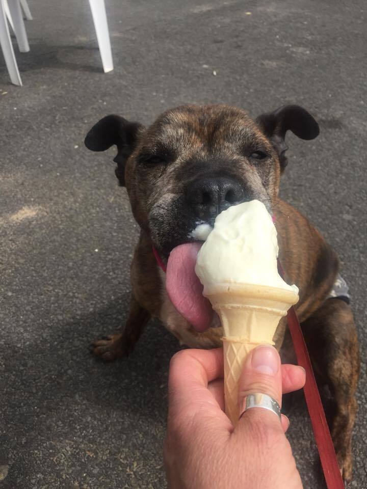 A sok-sok finomság között még fagylaltot is kóstolhatnak az idős kutyák