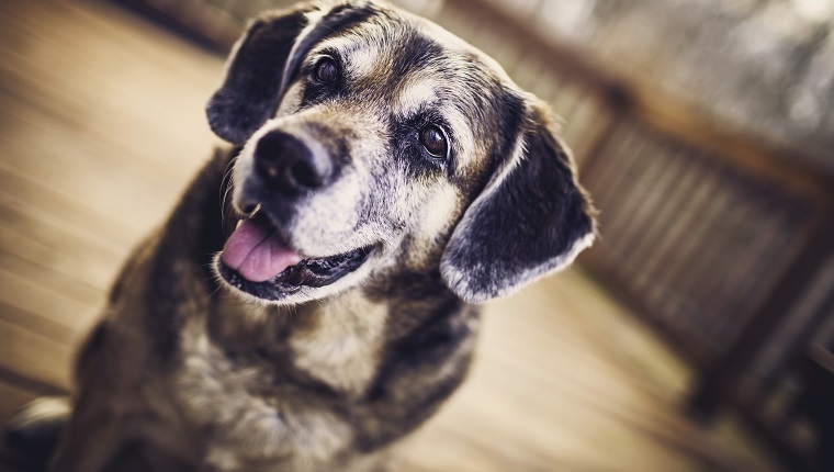 Idős kutya a családban - Tippek a boldog nyugdíjas évekhez