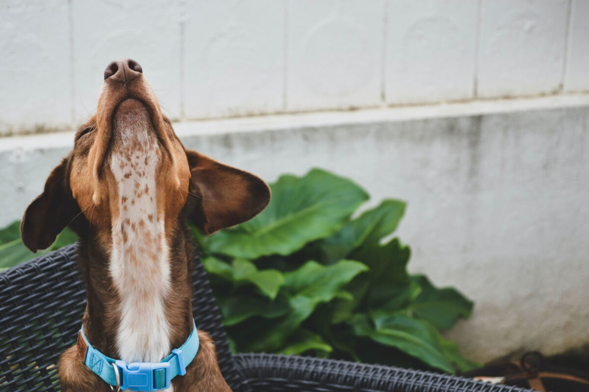 Szuperszimat - A kutyák orra és agya közötti egyedülálló kapcsolat lehet az oka