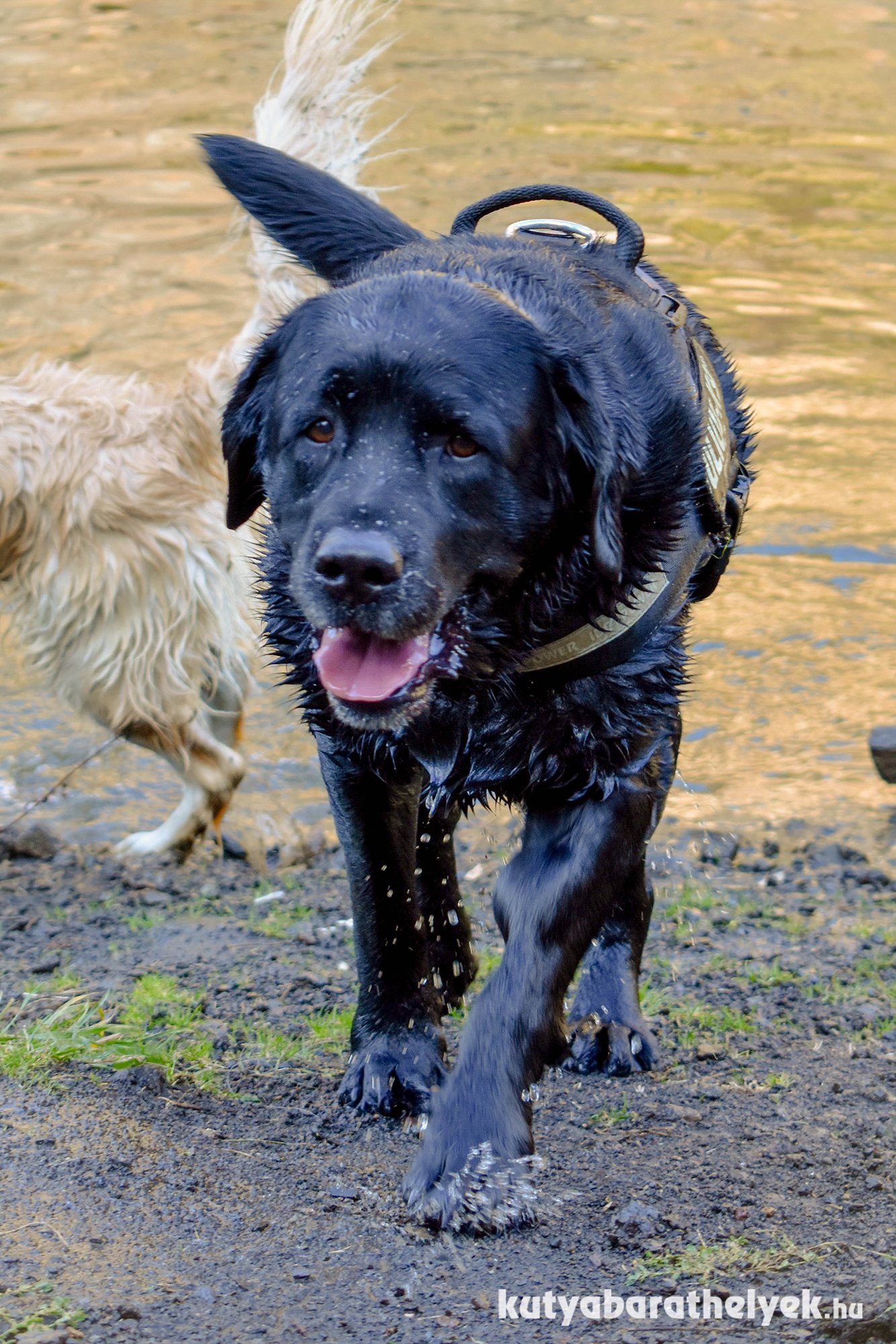 Nagyon vizes, de nagyon boldog kutya - Sherpa a Közép-Belső Tónál