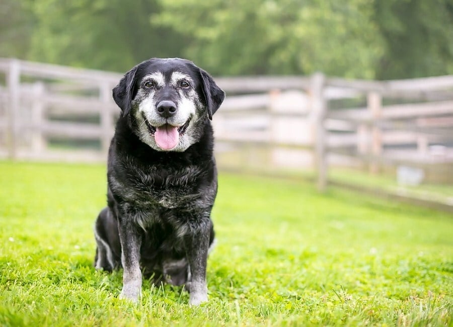 Időskori betegségek kutyáknál - Rák - Nem minden kutya mutat tüneteket daganatos betegség esetén