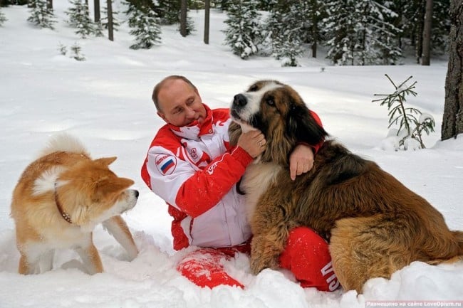 Vlagyimir Putyin kutyákkal játszik a hóban (2013)