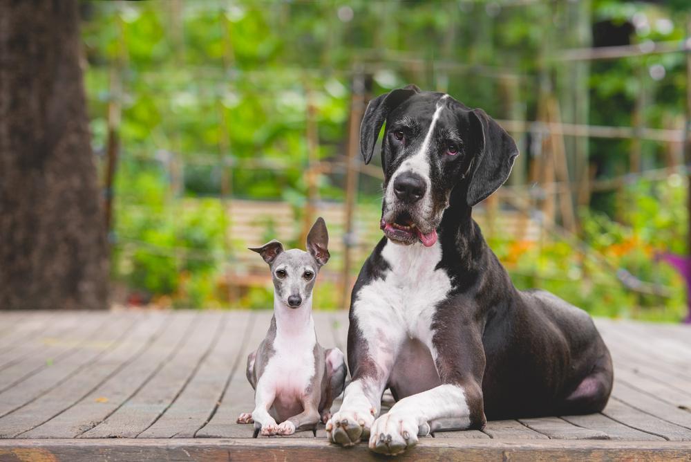 Whippet és német dog - Az emlősök közül a kutyák testmérete mutatja a legnagyobb változatosságot