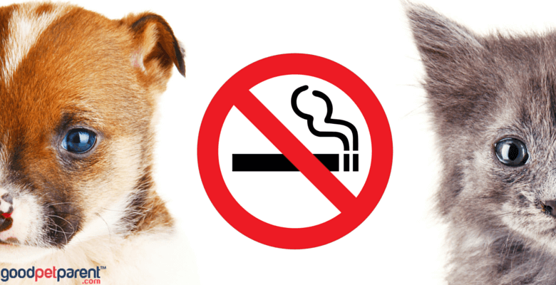 A passzív és a harmadlagos dohányzás kutyák és macskák esetében is súlyos betegségeket okozhat - óvjuk őket a füsttől!