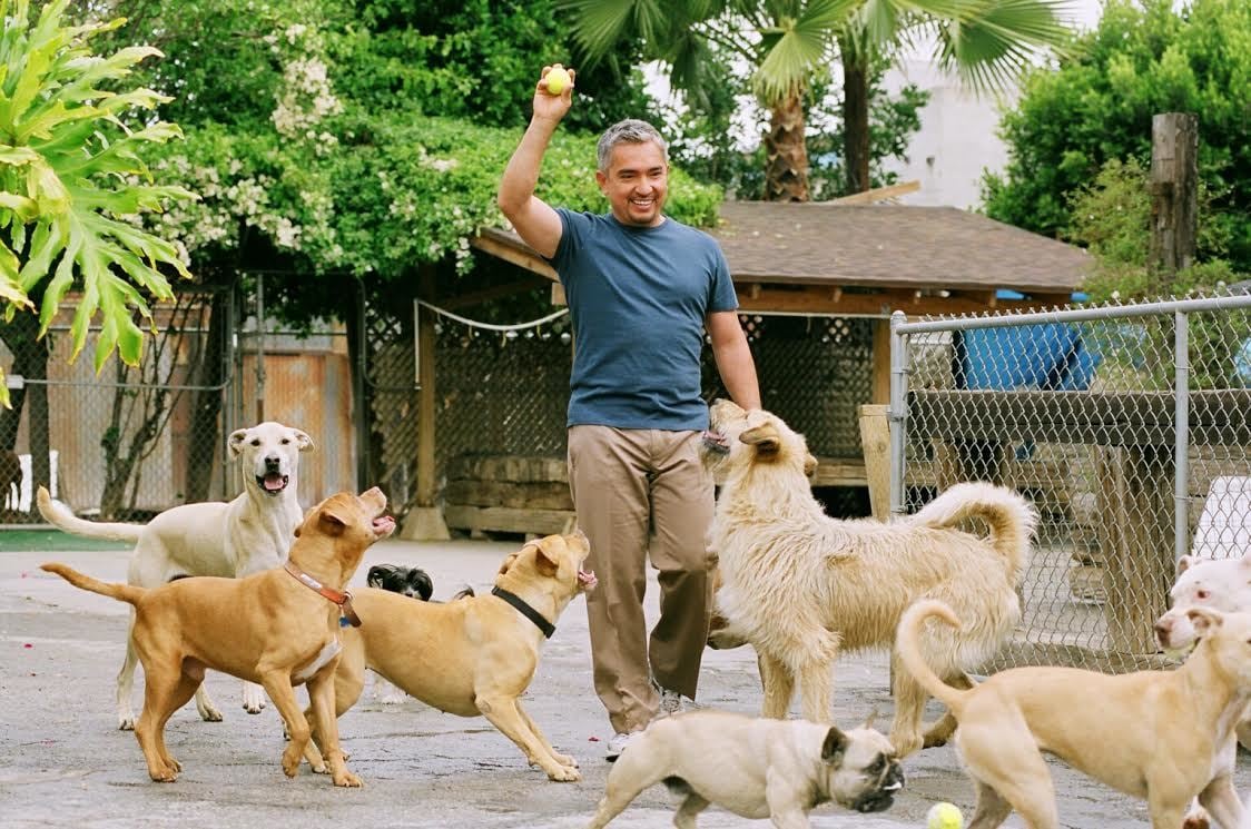 Cesar Millan és kutyái