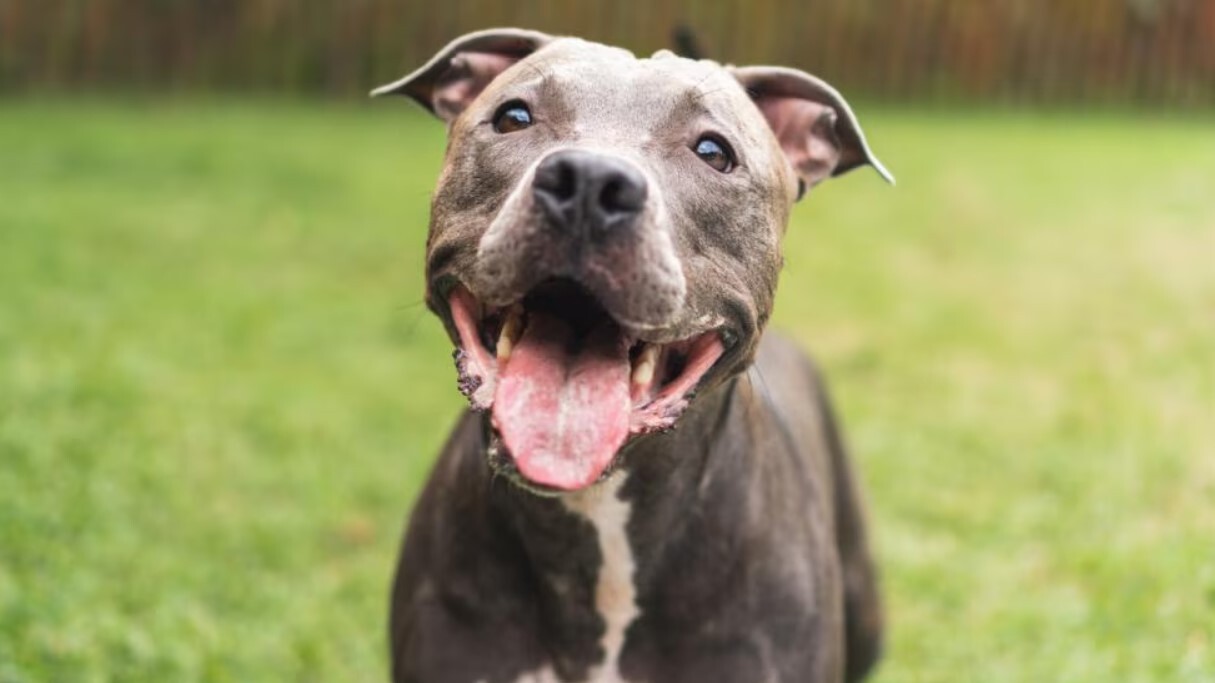 pitbull terrier pitbull terrier