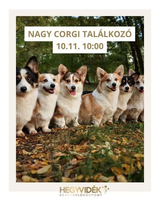 Nagy Corgi találkozó