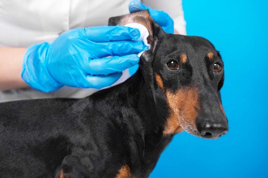 Fültisztítás kutyáknál - Gyengéd, határozott mozdulatokkal végezzük, és figyeljünk a higiéniára is
