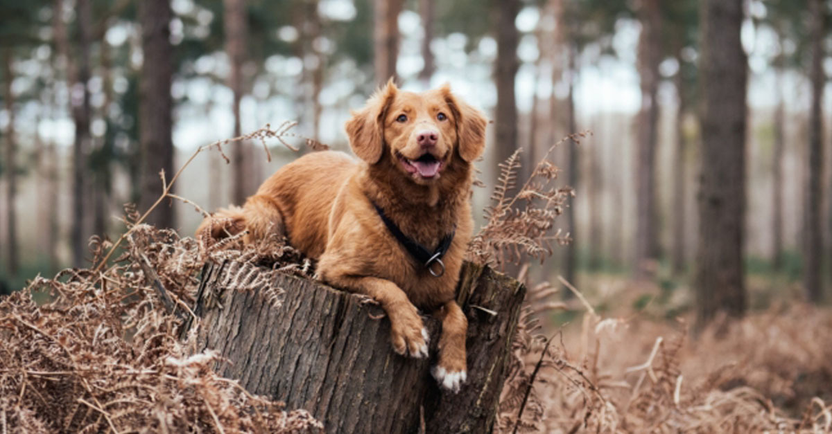 Túrázás kutyával - figyeljünk az erdőlátogatási korlátozásokra!