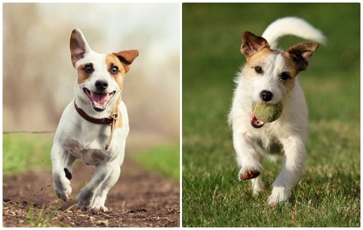 Kutyafajták futáshoz - Jack Russell és Parson Russell Terrier.jpg