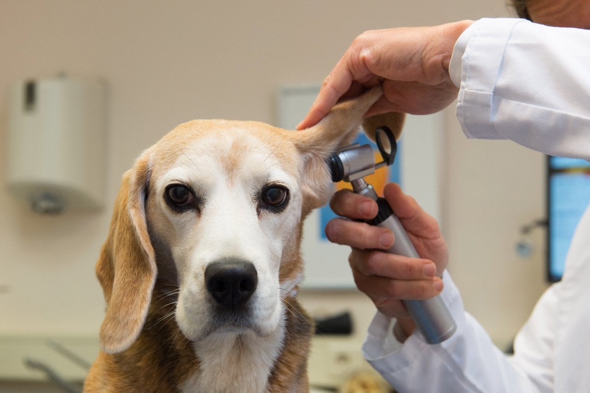Idősödő kutya - az évek múlásával a hallás fokozatos romlása is megjelenhet