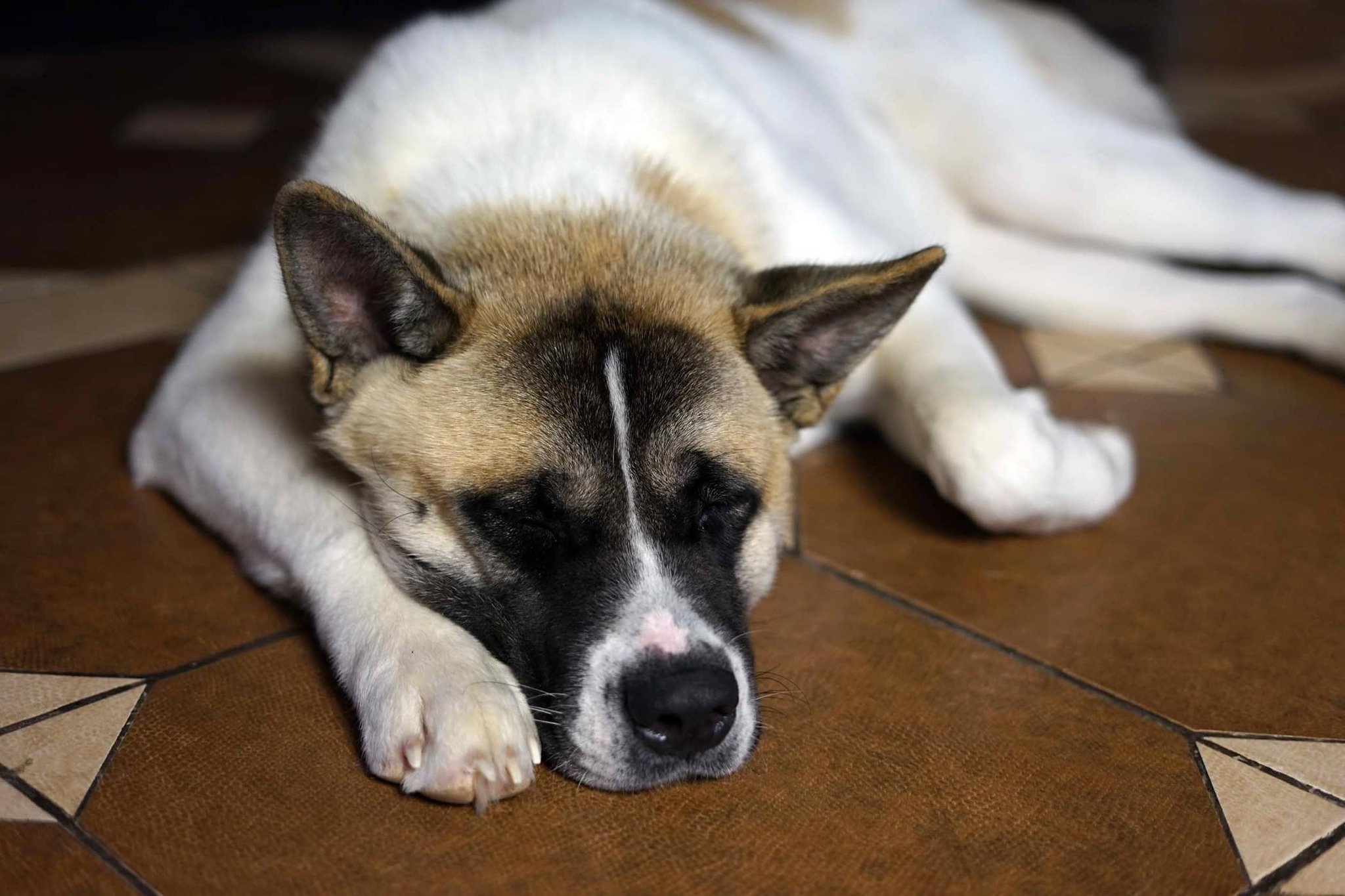 Reflux kutyáknál - Kellemetlen, égő érzetet okoz a nyelőcsőbe áramló gyomortartalom