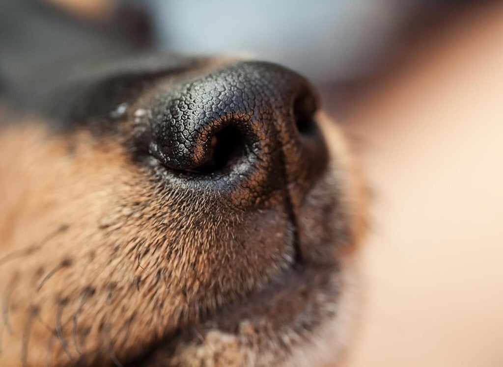A kutya elsősorban szaglás útján fedezi fel környezetét