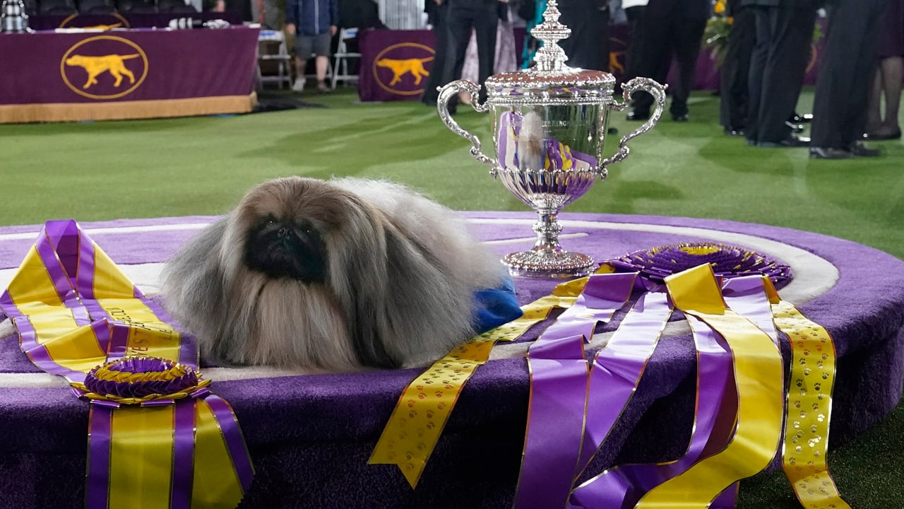 Wasabi, a pekingi palotakutya volt a legjobb a Westminster Kennel Club Dog Show-n