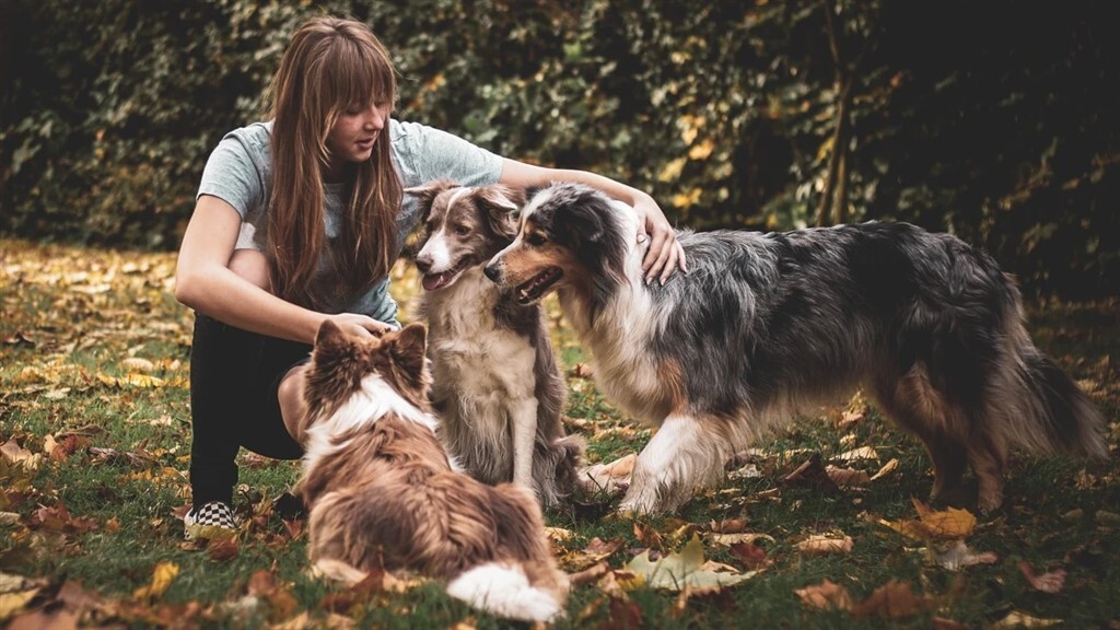 A kutyák páratlan módon képesek együttműködni az emberekkel