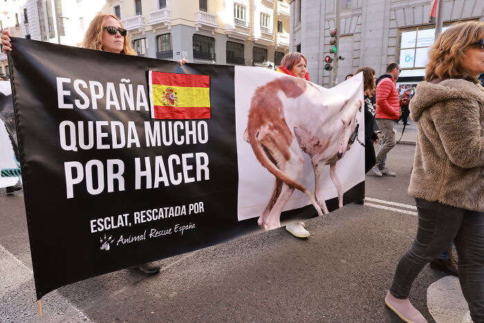 Még nagyon sok a teendő - áll az egyik molinón a spanyolországi állatvédelmi tüntetésen