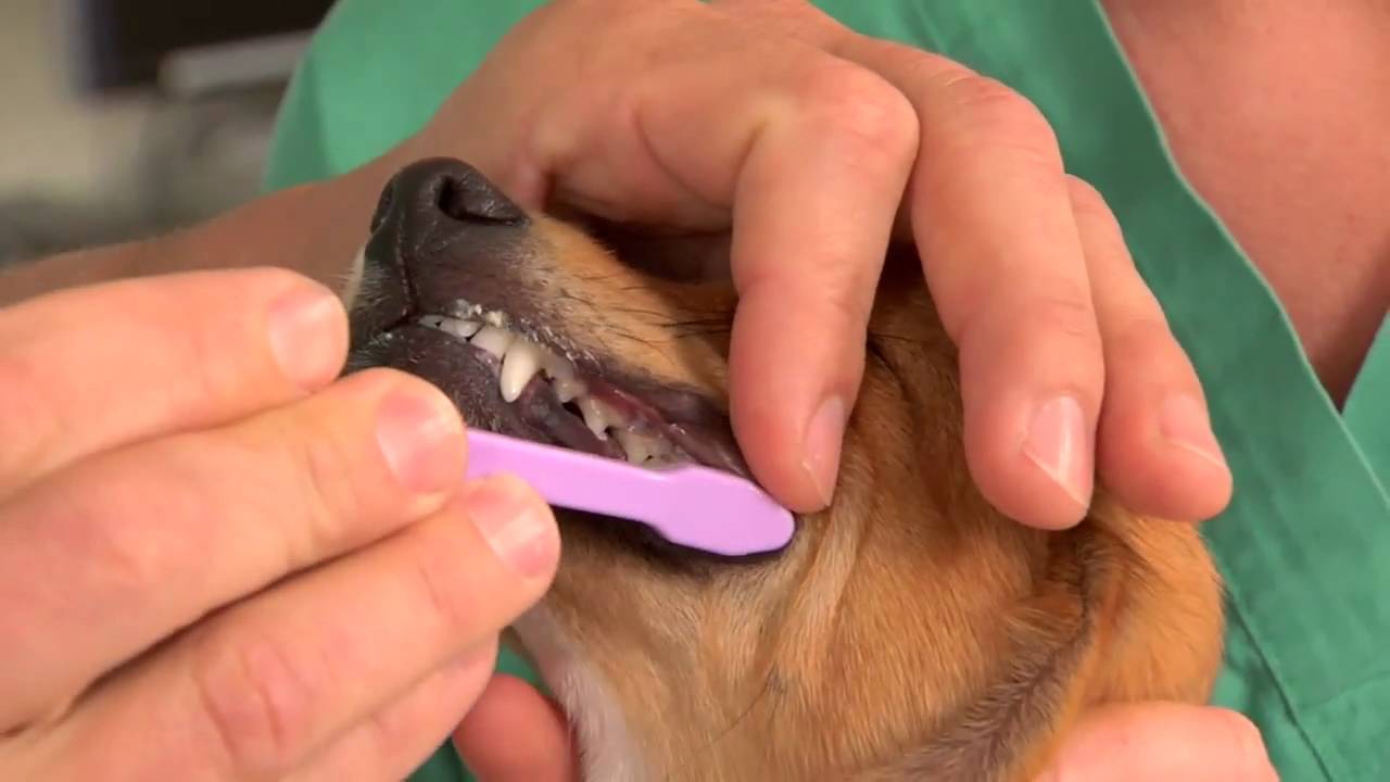 Rendszeres fogmosással tisztán tarthatjuk kutyánk fogait