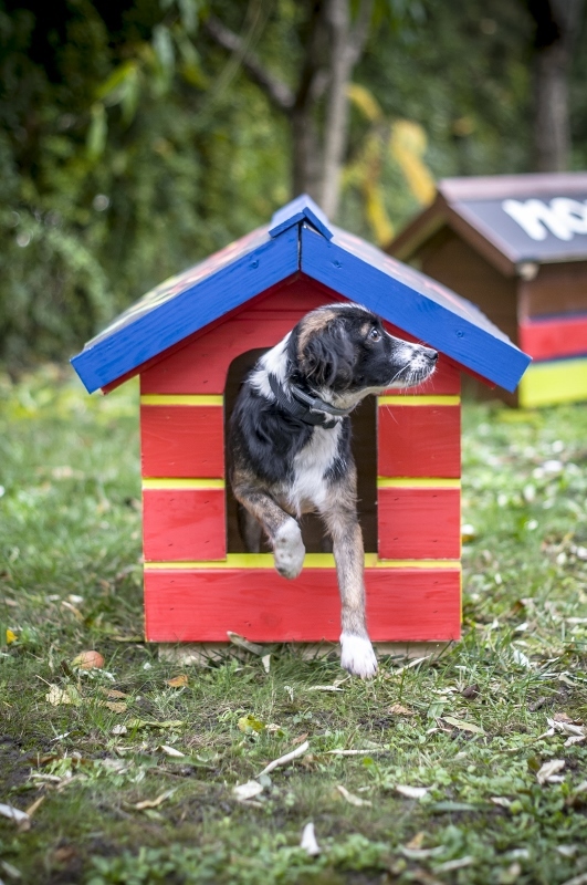 Boksa kipróbálja az új kutyaházat