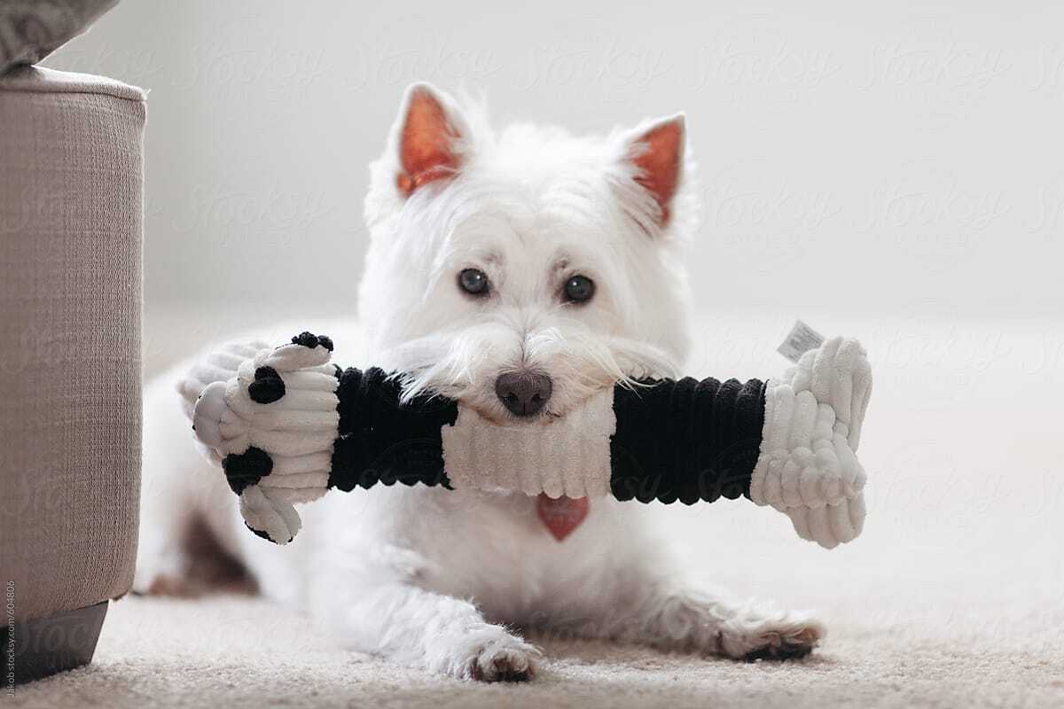 West Highland White Terrier, szájában játék