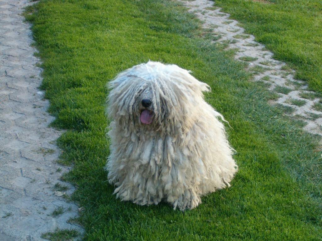 Fehér puli