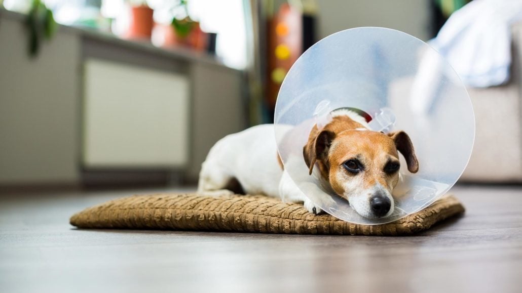 Védőgallér a kutyán - műtét után