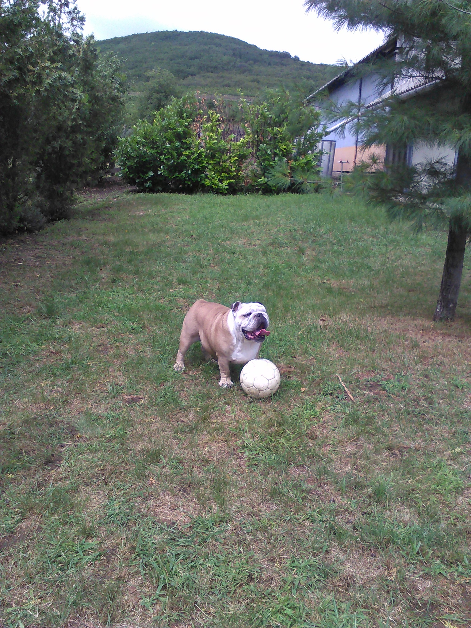 Ede, a bulldog nagyon élvezte az óriási kertet
