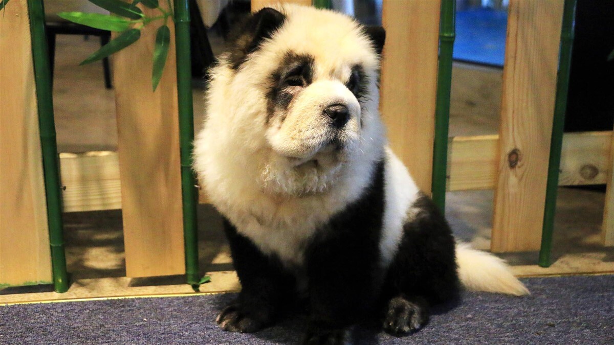 Pandakutya - Fekete-fehérre festett csau-csaukat mutattak be egy kínai állatkertben.jpg