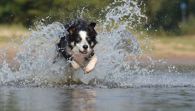 Felhevült testtel ne engedjük a vízbe ugrani a kutyát!