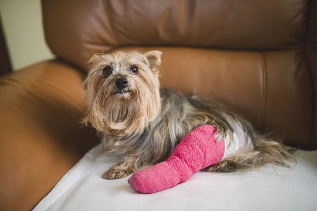 Gyakori sérülések kutyáknál - Csonttörés