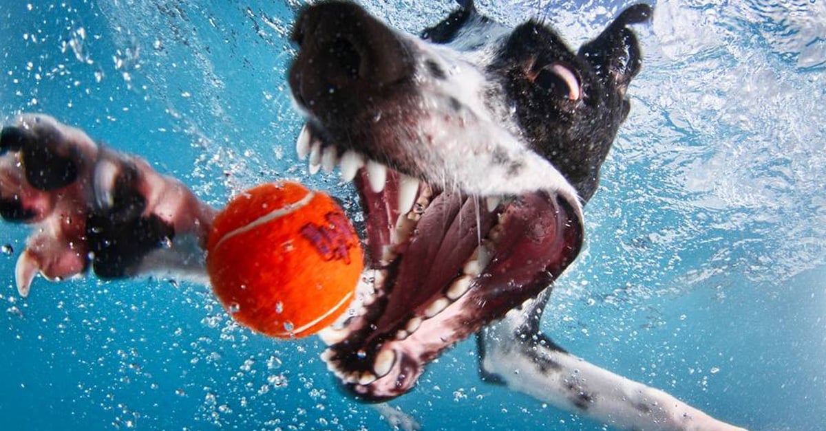 A labdaőrült kutyák bárhová követik kedvenc játékukat