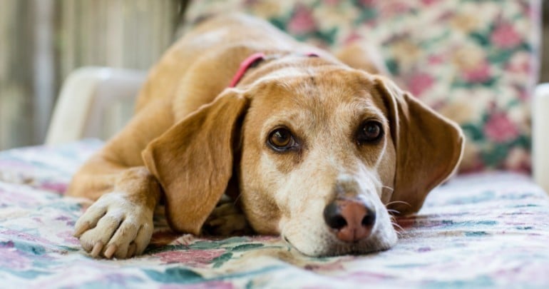 Egy demens kutya gondozása kihívásokkal járhat, de bizonyos lépésekkel könnyebbé tehetjük a mindennapokat