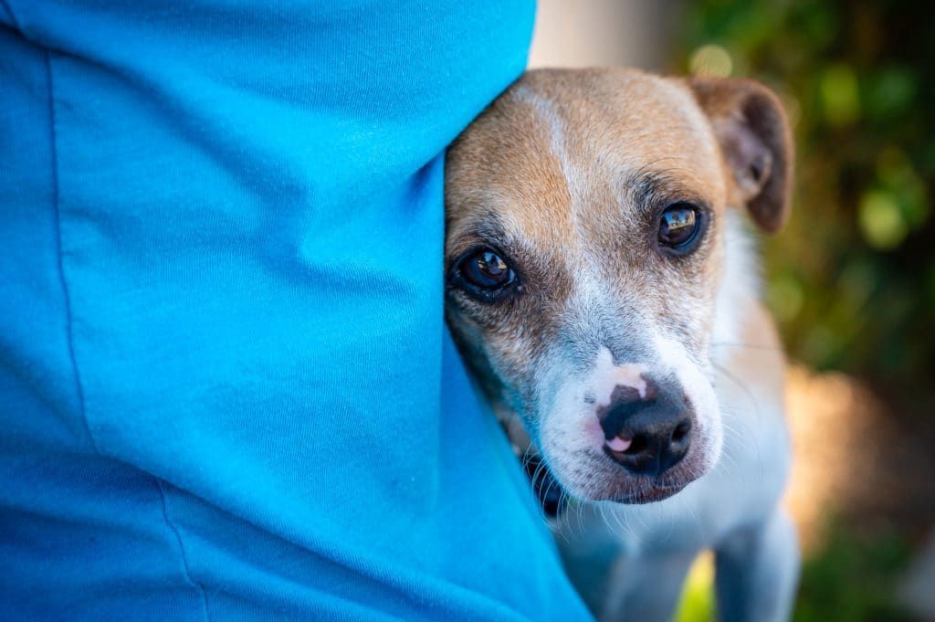 Tragédia: fuldokló kutyája után ugrott egy férfi, nem élte túl