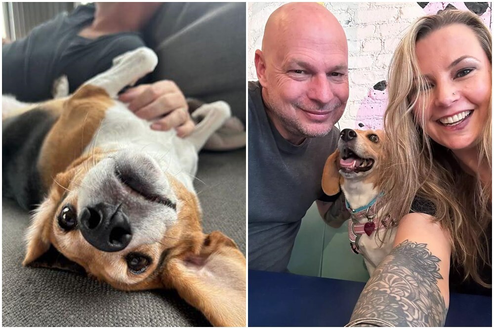Egy boldog mentett beagle és családja