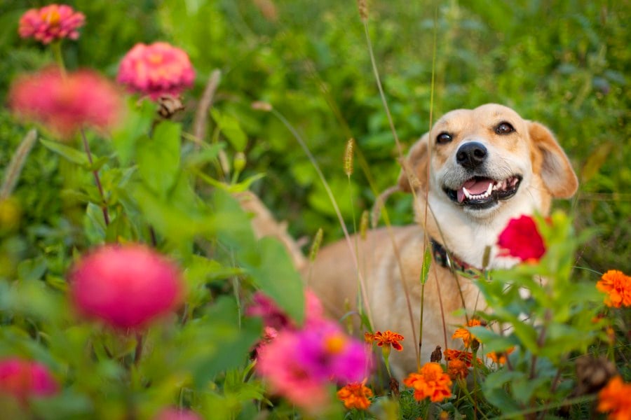 Pollenallergia kutyáknál - tavasztól-őszig kedvenceinket is érintheti
