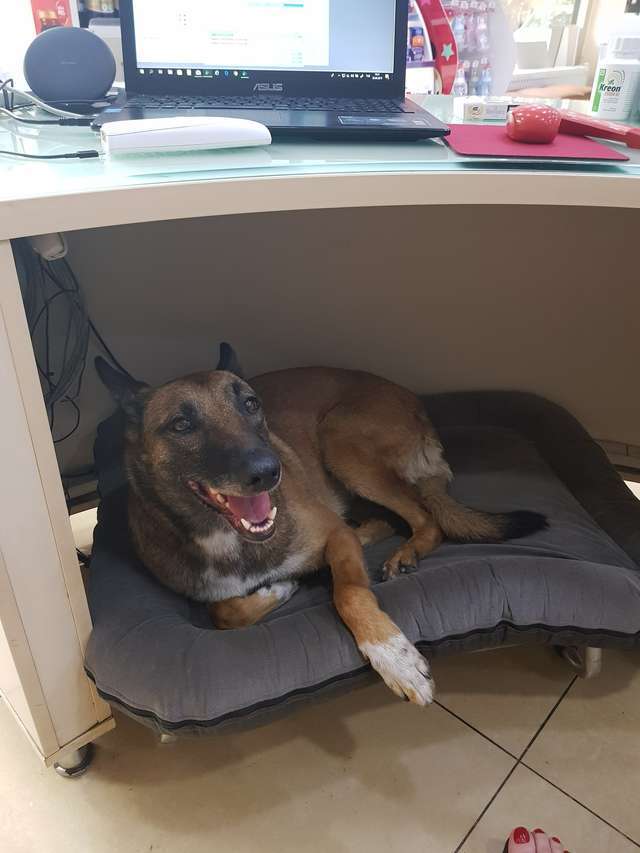 Boldogan pihent a patikában lévő kényelmes fekhelyen a sérült kutya