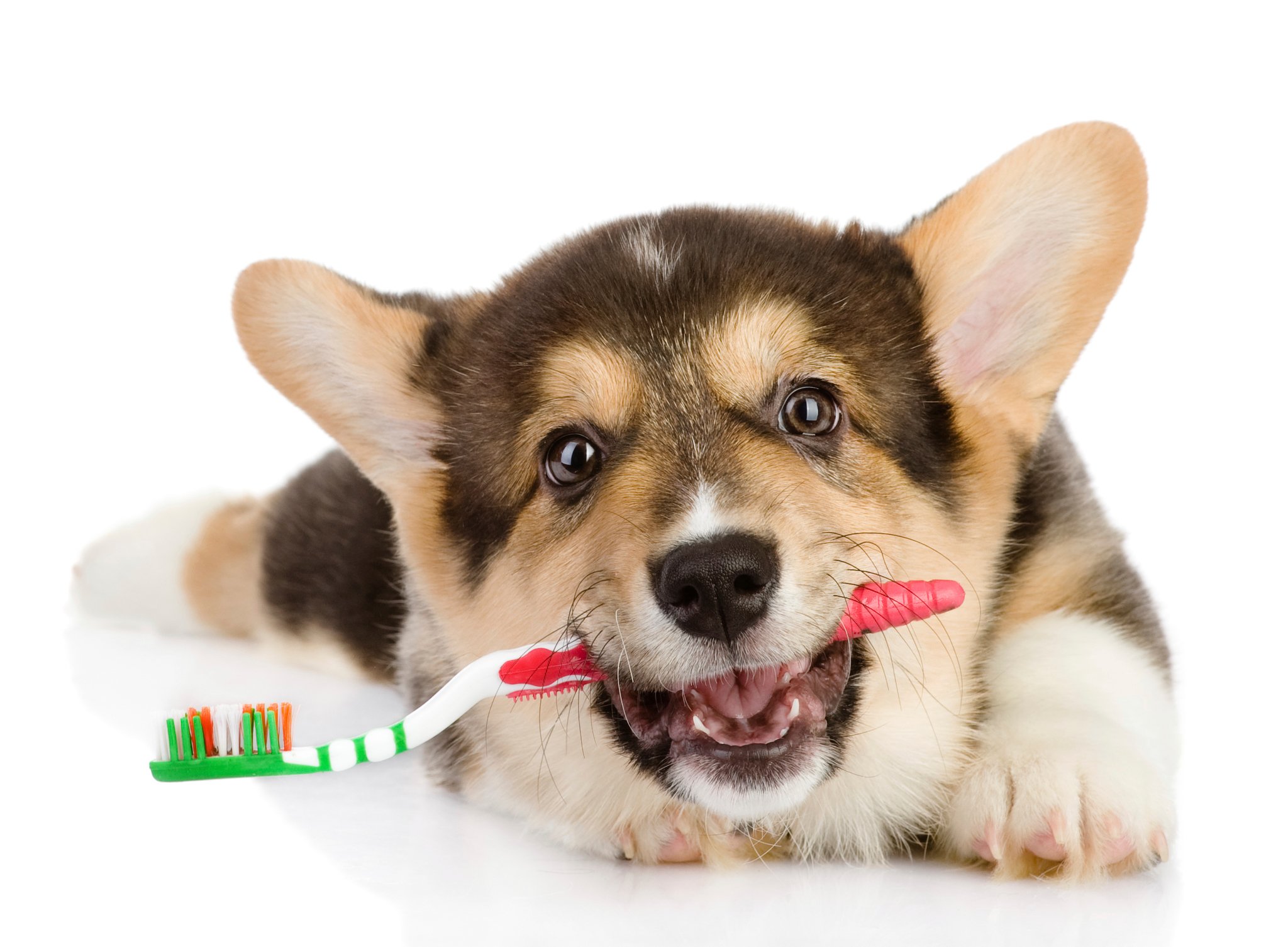 Tipp a kutyaszag ellen - Fontos a rendszeres fogápolás
