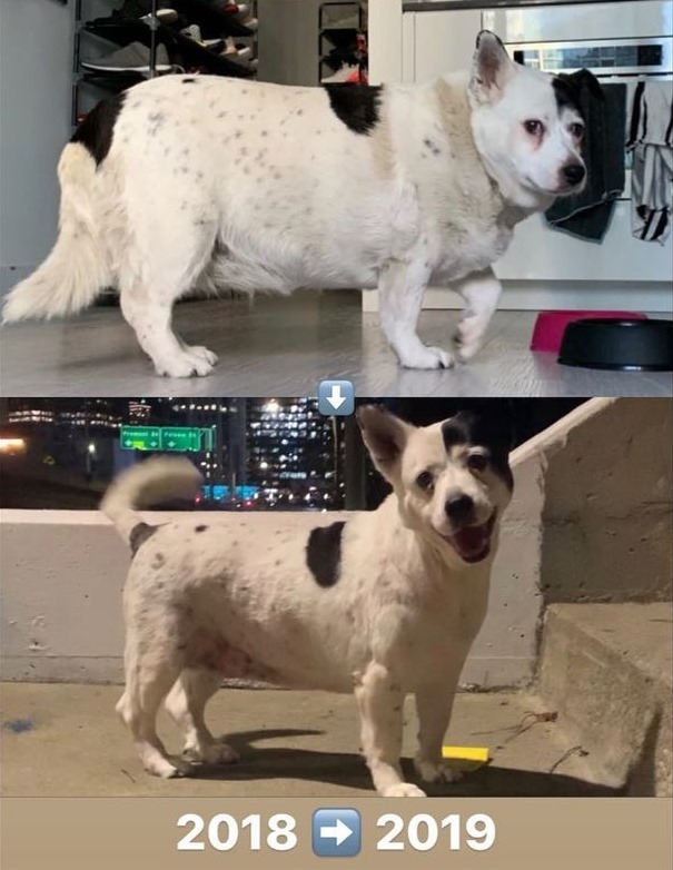 Squishy, a súlyosan elhízott kutya sokat fogyott 1 év alatt