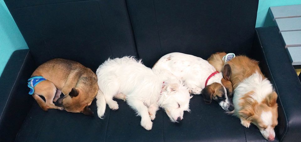 The Dog Cafe, ahol minden kutya békésen pihenhet