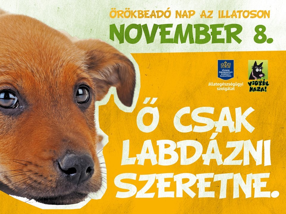 Örökbefogadó nap az Illatoson - 2015. november