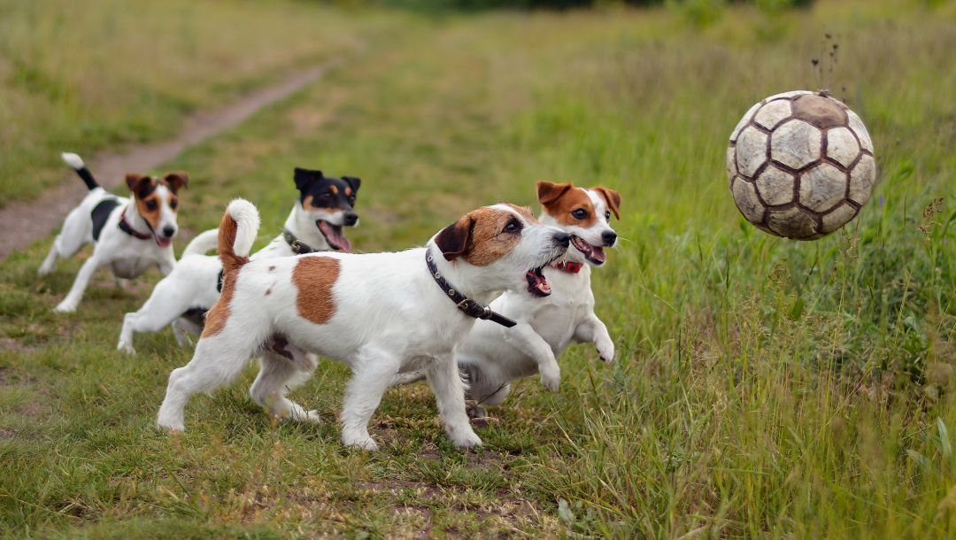A közös játékot életkoruktól függetlenül élvezhetik az aktívabb kutyák