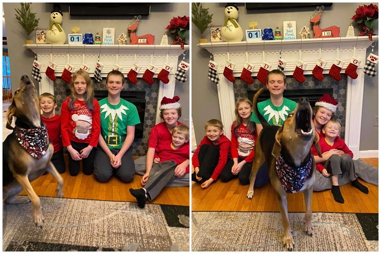 Beletrollkodott a családi fotókba a kutya - így lett tökéletes a karácsonyi képeslap