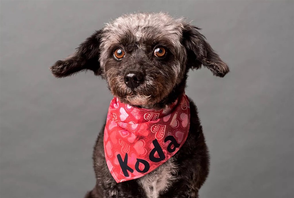 Koda - 2. helyezett, A Világ Legcukibb Mentett Kutyája 2022