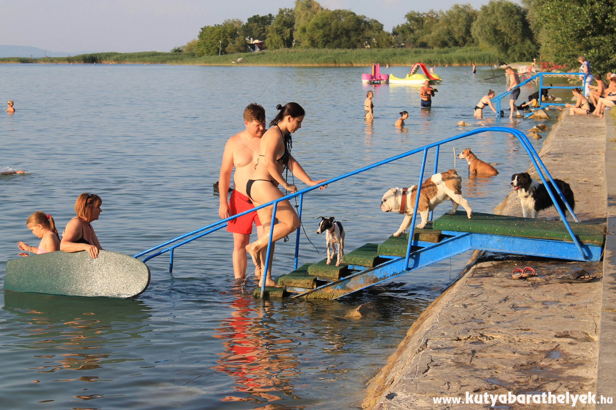 Kisebb és nagyobb kutyák is szívesen úszkálnak a Balatonban