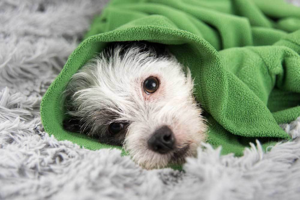 Kellemetlen lehelet kutyáknál - Megfázás, felső légúti betegség is lehet az ok