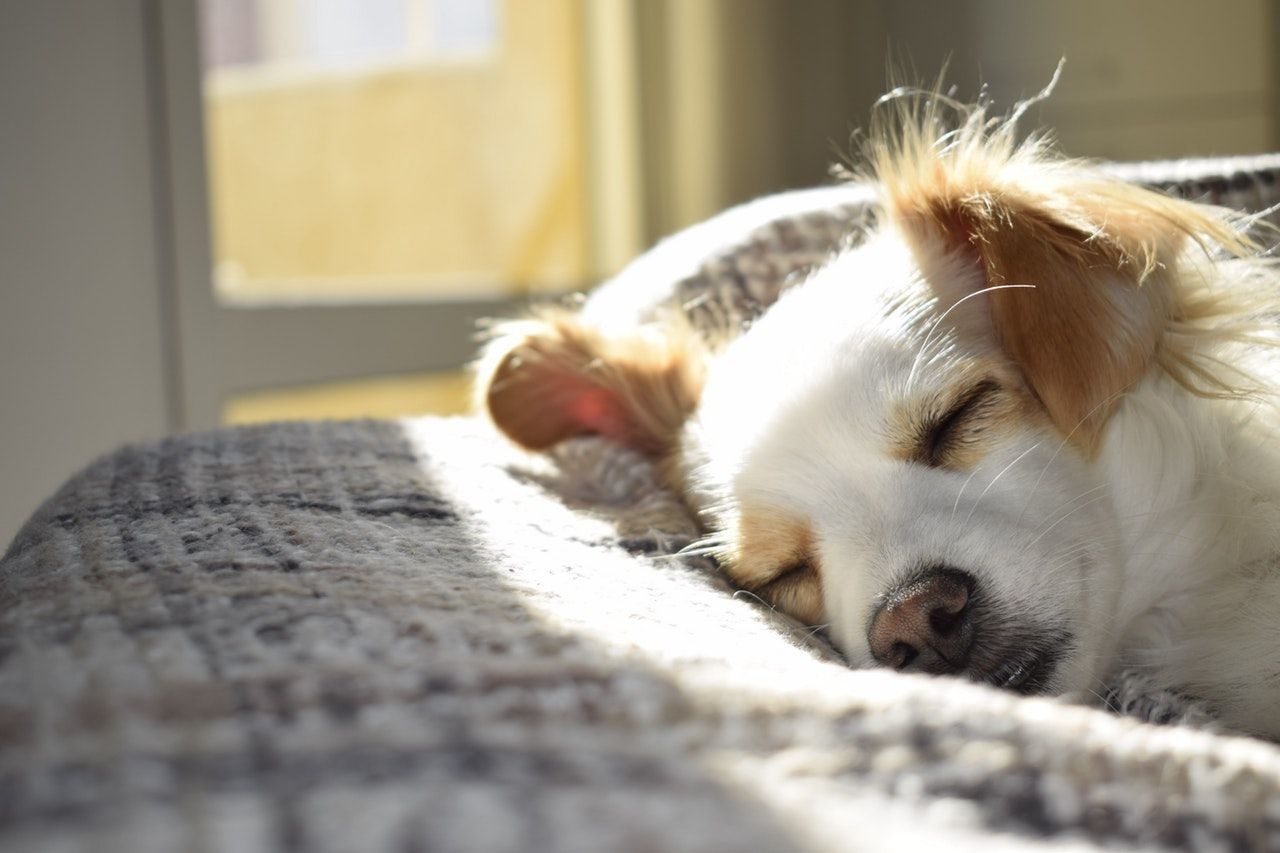 A vizeletcsepegés gyakran pihenés, alvás közben jelentkezik kutyáknál