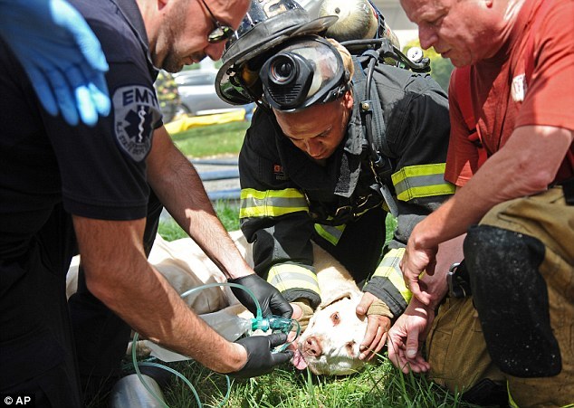 Tűzből kimentett kutyát lélegeztetnek a tűzoltók. Az azonnali beavatkozás életet menthet