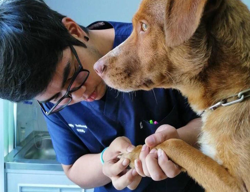 A kutyát állatorvos is ellenőrizte, minden rendben van-e vele